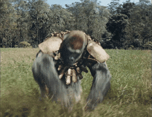 a large animal with a beard is standing in a grassy field with trees in the background