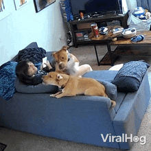 What Happened Dogs GIF - What Happened Dogs Viralhog GIFs