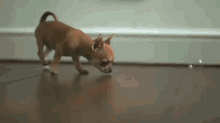 Bad Day? Here'S A Puppy Playing With Bubbles GIF - Slowmo Puppy Bubble GIFs