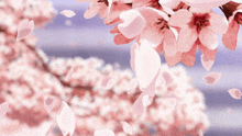 a cherry blossom tree with petals falling from the branches