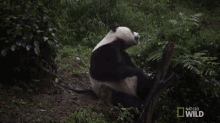 Big Yawn GIF - Nat Geo Nat Geo Wild Panda Babies GIFs