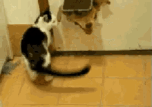 Out Out Damn Spot GIF - Cat Dog Door GIFs