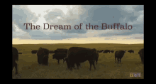 The Dream Of The Buffalo Buffalo GIF - The Dream Of The Buffalo Buffalo Where The Buffalo Roam GIFs