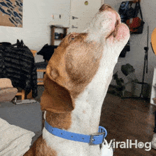 Howling Dog GIF - Howling Dog Viralhog GIFs