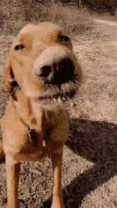 a close up of a dog 's nose and mouth