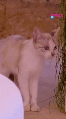 a white cat standing in front of a wall with love island written on it