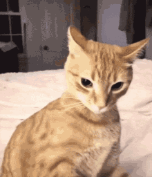 Ratchet Ratchet Cat GIF - Ratchet Ratchet Cat Stop Being Ratchet GIFs