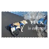 a picture of a dog in a wheelchair with the words " what the fuck is oatmeal "