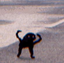 Cursed Cat GIF - Cursed Cat Cursed Cat GIFs
