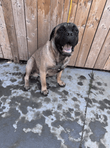 a brown dog is sitting on a wet concrete floor in front of a wooden fence