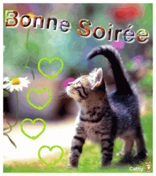 a picture of a kitten with the words " bonne soiree " above it