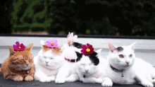 Sitting Pretty GIF - Cats Flowers Pose GIFs