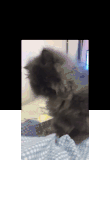 a gray cat is laying on a bed with a blanket