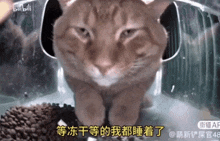 Mr Snack Cat Camera GIF - Mr Snack Cat Camera Eepy GIFs