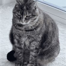 a gray cat is sitting on a white carpet in front of a window