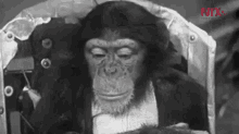 Ham Nasa GIF - Ham Nasa Monkey GIFs