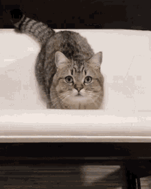 Cat Cute GIF - Cat Cute Jump GIFs