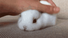 bunny fluffy cute
