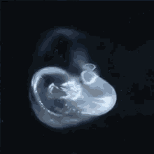 Nascent Animation GIF - Nascent Animation Abstract GIFs