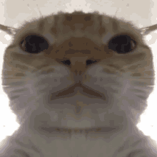 Funny Ca GIF - Funny Ca Cat GIFs