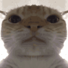 Beluga The Cat Hakosh1307 Sticker - Beluga The Cat Hakosh1307 Hakosh -  Discover & Share GIFs