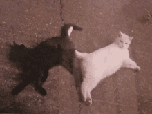 Cats Dancing GIF - Cats Dancing Dancing Cats GIFs