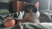 a calico cat is laying on a bed next to a ball