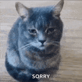 Cat Sad Kitty Sad GIF - Cat Sad Kitty Sad Cat Depresed GIFs