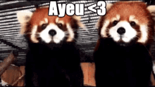 Red Panda Ayeu GIF - Red Panda Ayeu Red Panda Kiss GIFs