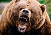 Bear Angry GIF - Bear Angry GIFs
