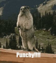 a ground squirrel standing on its hind legs with the words punchy !!! written below it