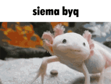 Siemabyq Axolotl GIF - Siemabyq Siema Byq GIFs