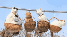 Cats Cat Day GIF - Cats Cat Day International Cat Day GIFs