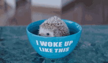 Hedgehog Cute GIF - Hedgehog Cute Woke Up Like This GIFs