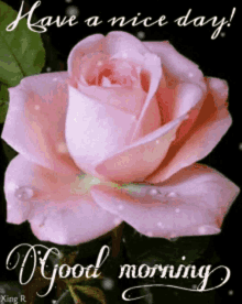 Have A Nice Day Flower GIF - Have A Nice Day Flower Rose GIFs