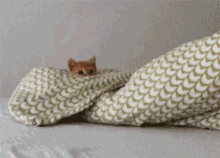 Funny Cat GIF - Funny Cat Pussy GIFs