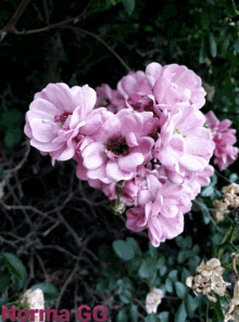 Flores Rositas GIF - Flores Rositas Pink GIFs