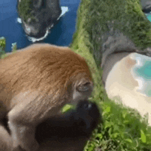 Monkey GIF - Monkey GIFs