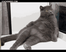 GIF
