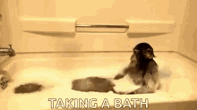 Monkey Taking A Bath GIF - Monkey Taking A Bath Bath GIFs