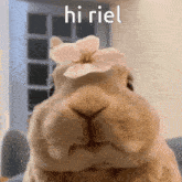 Hi Riel Bunny Flower GIF - Hi Riel Bunny Flower Riel GIFs