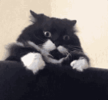 Quanto Estresse, Gatinho, Fugindo GIF - Cat Stress Leaving GIFs