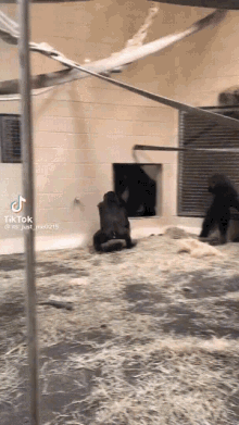 Entrance Excited GIF - Entrance Excited Gorilla GIFs