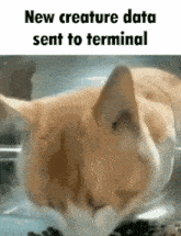 Lethal Company Cat GIF - Lethal Company Cat New Creature Data Sent To Terminal GIFs