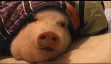 Pig Pet GIF - Pig Pet Warm GIFs