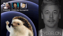 Cybrelon Elon Elonmusk Hoaxe Hogdexter GIF