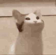 Bob Cat Meme GIF - Bob Cat Meme GIFs
