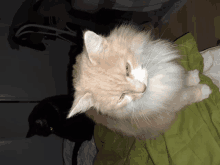 Cat Fluffy Amadeus Ca GIF