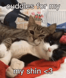 Cat Cuddle GIF - Cat Cuddle Kiss GIFs