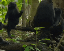 a group of monkeys are sitting on a tree branch in the jungle .